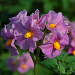 Selecting parent plants with appropriate characteristics (Kopie) Selecting parent plants with appropriate characteristics
