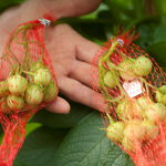 Crossed fruits