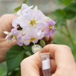 Cross-polli­nating potato flowers